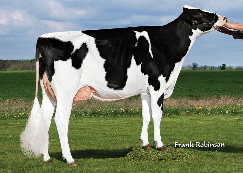 REBELL — 799HO00038